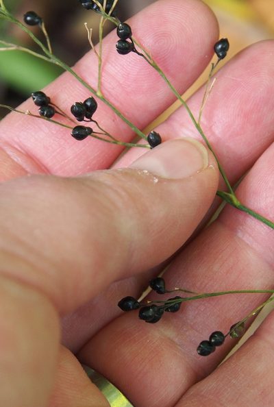 Lasiacis rhizophora, photographed by Lena Struwe