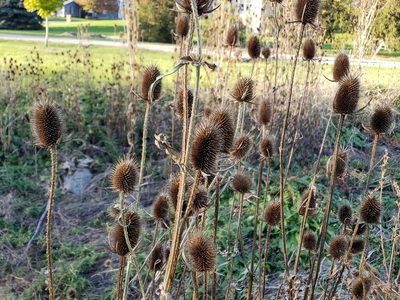 Dipsacus laciniatus, photographed by Tyler Bishop