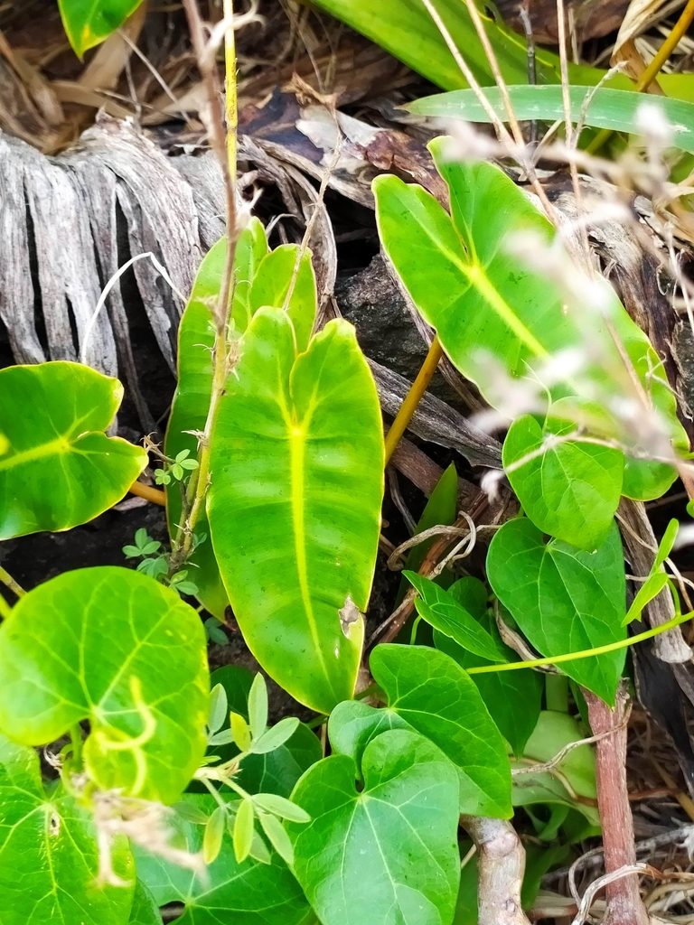 Philodendron quinquenervium, photographed by Guillaume Delaitre