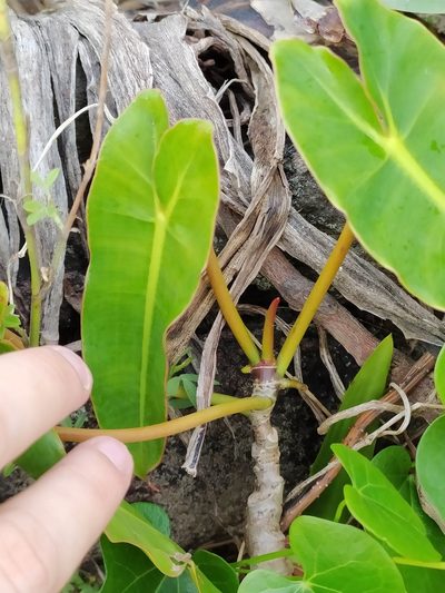 Philodendron quinquenervium, photographed by Guillaume Delaitre