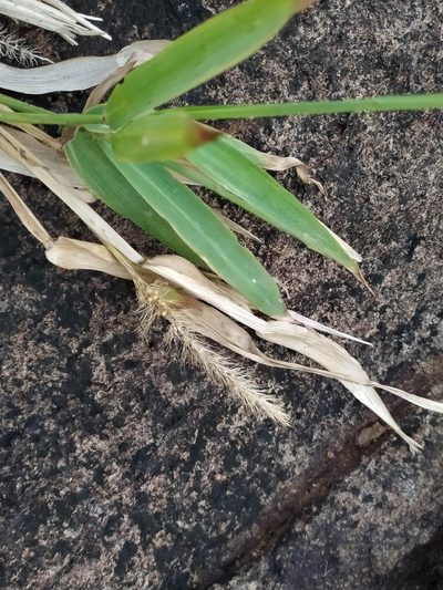 Setaria tenax, photographed by Guillaume Delaitre