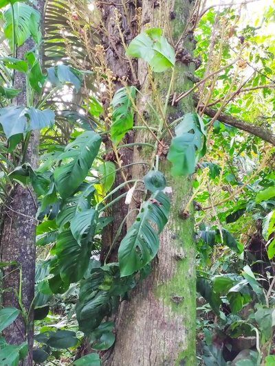 Monstera adansonii, photographed by Guillaume Delaitre