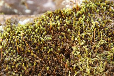 Rosulabryum canariense, photographed by Tony Rebelo