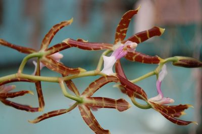 Oncidium laeve, photographed by Neptalí Ramírez Marcial
