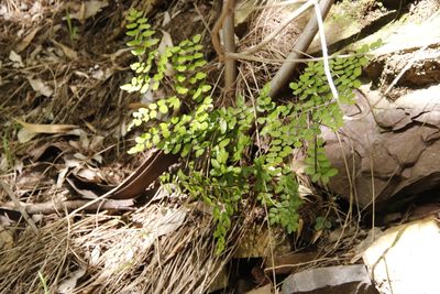 Choristosoria pteroides, photographed by Tony Rebelo