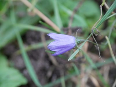Campanula rotundifolia, photographed by Johan Kjær Prehn