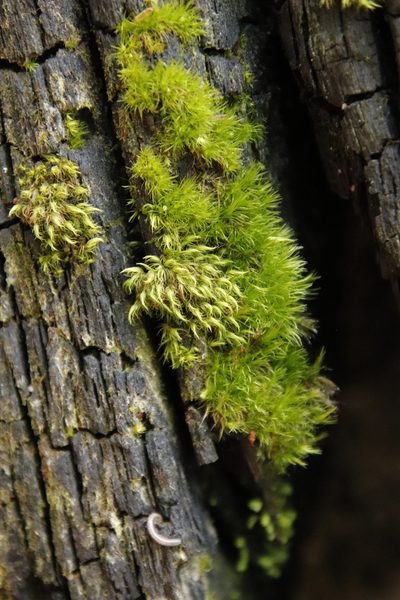 Campylopus thwaitesii, photographed by Tony Rebelo