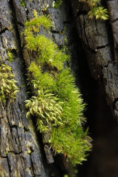 Campylopus thwaitesii, photographed by Tony Rebelo