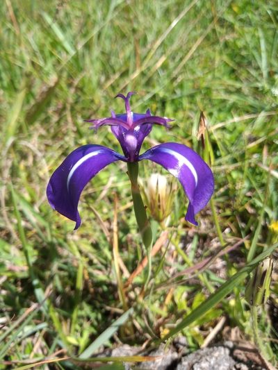 Herbertia pulchella, photographed by Juan Manuel Barreneche