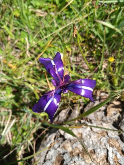 Herbertia pulchella, photographed by Juan Manuel Barreneche