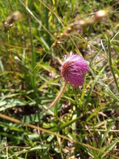 Mimosa flagellaris, photographed by Juan Manuel Barreneche
