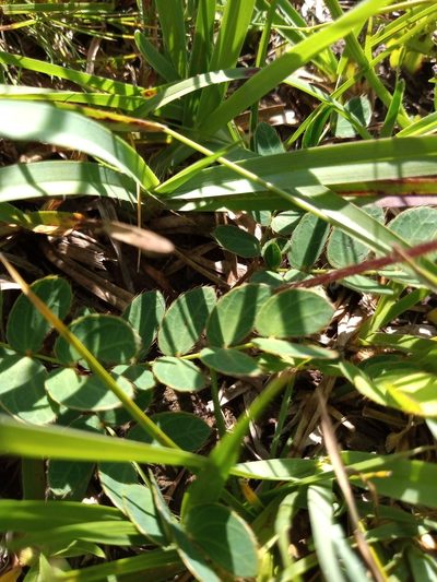 Mimosa flagellaris, photographed by Juan Manuel Barreneche