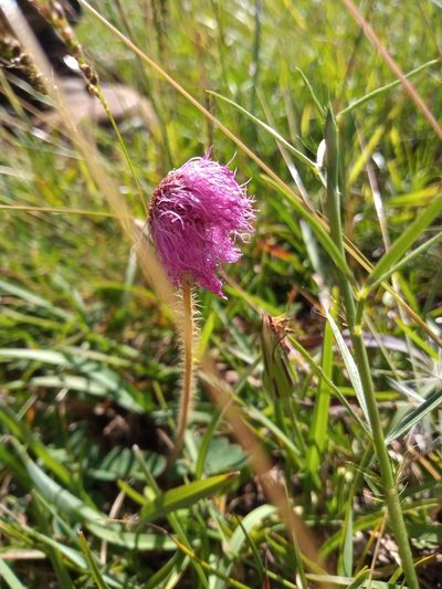 Mimosa flagellaris, photographed by Juan Manuel Barreneche
