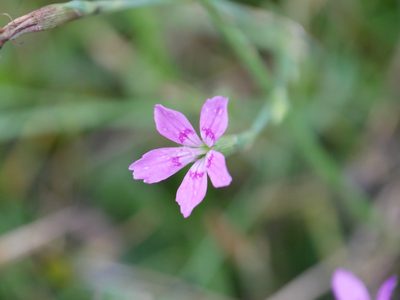 Dianthus deltoides, photographed by Johan Kjær Prehn