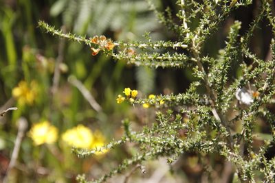 Aspalathus divaricata, photographed by Tony Rebelo