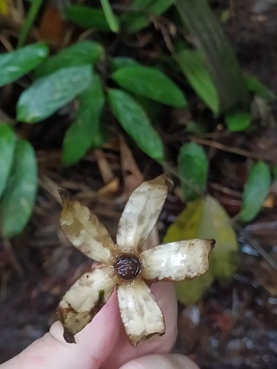 Markea longiflora, photographed by Guillaume Delaitre