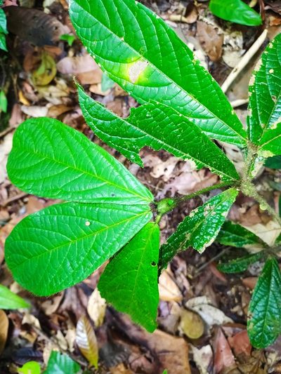 Cordia nodosa, photographed by Guillaume Delaitre