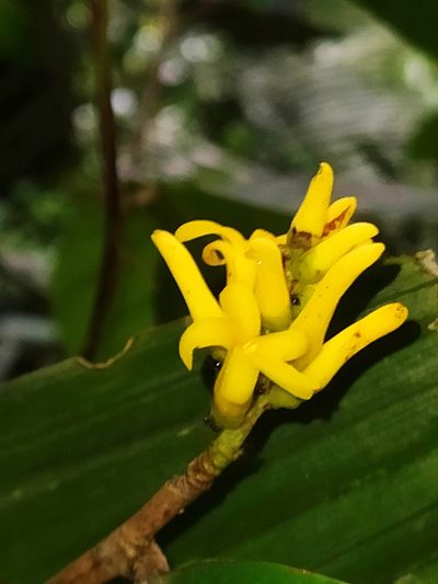 Paypayrola guianensis, photographed by Guillaume Delaitre