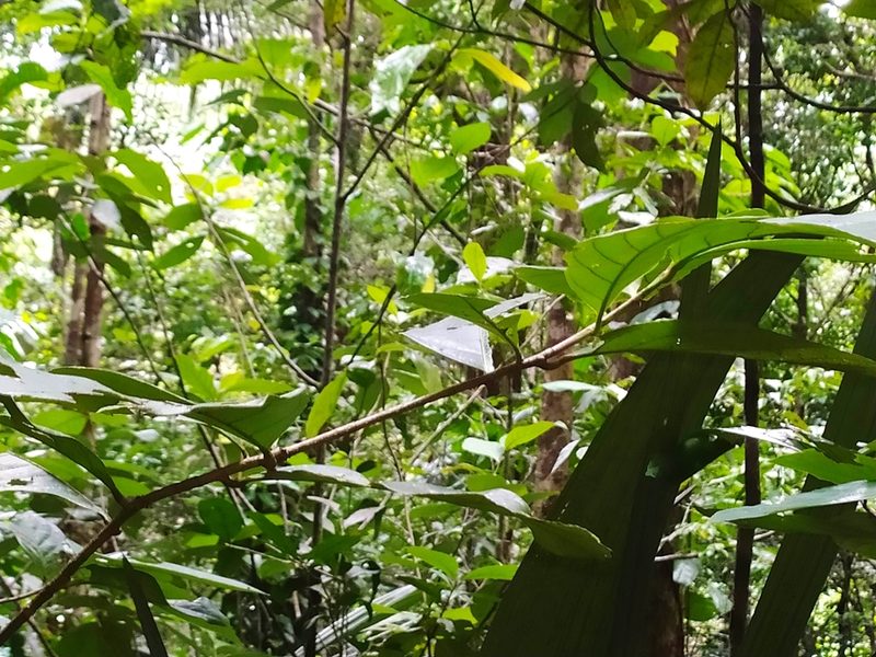 Paypayrola guianensis, photographed by Guillaume Delaitre