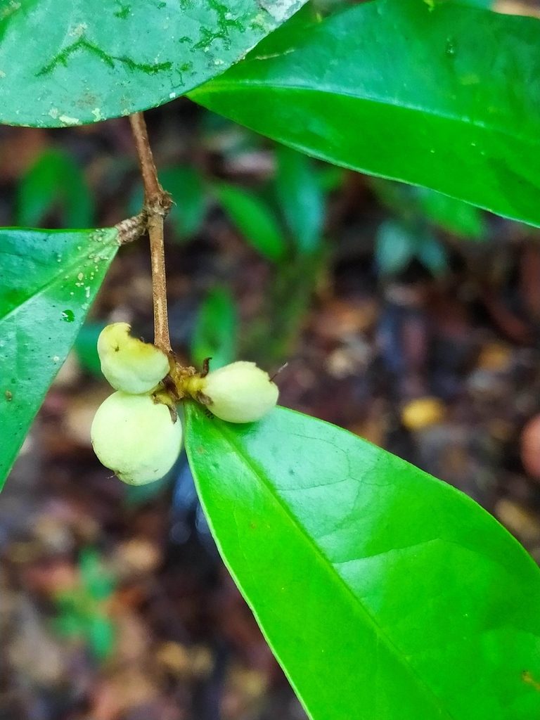 Tapura guianensis, photographed by Guillaume Delaitre