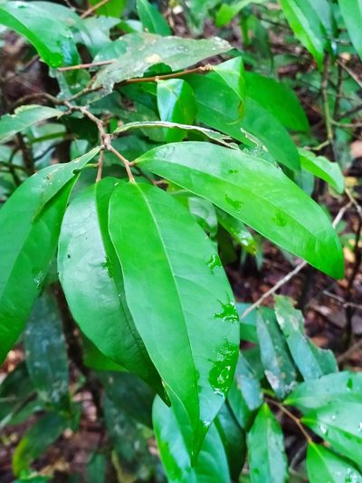 Tapura guianensis, photographed by Guillaume Delaitre