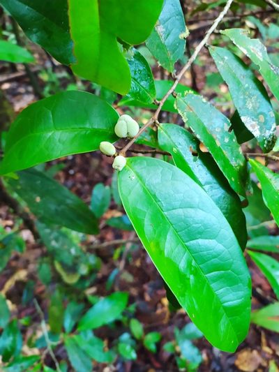 Tapura guianensis, photographed by Guillaume Delaitre