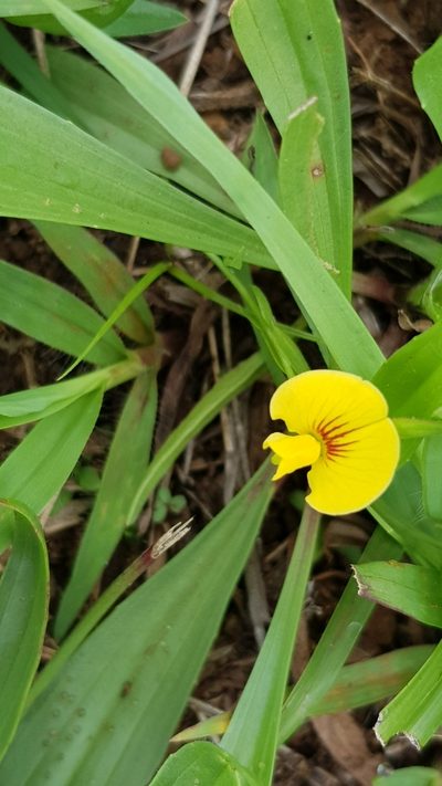 Zornia capensis, photographed by Margaret Burger