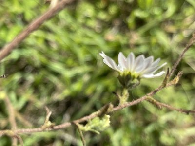 Hemizonia congesta, photographed by rappman