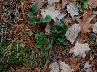 Pyrola chlorantha, photographed by Lynn Harper