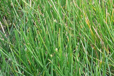 Eleocharis interstincta, photographed by johnyochum