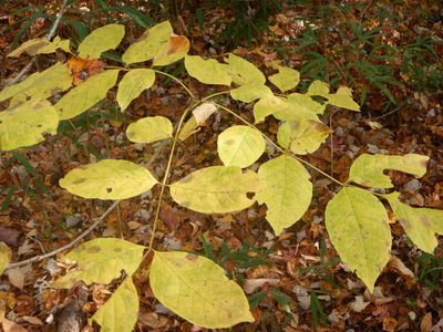 Fraxinus americana, photographed by Ryan Watson