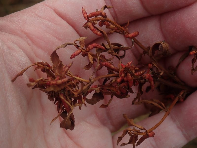 Lysimachia terrestris, photographed by Lynn Harper