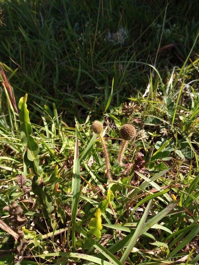 Mimosa flagellaris, photographed by Juan Manuel Barreneche