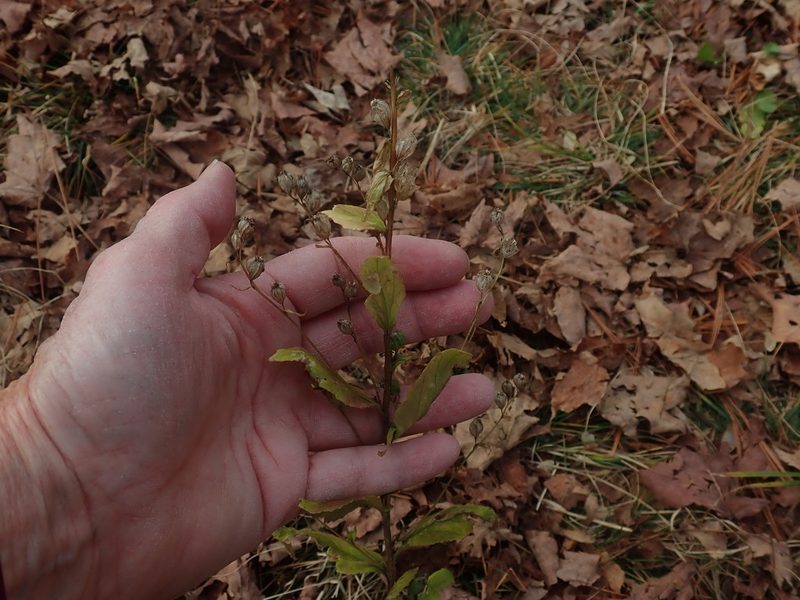Lobelia inflata, photographed by Lynn Harper