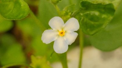 Mimophytum cardiophyllum, photographed by Liliana Ramírez-Freire