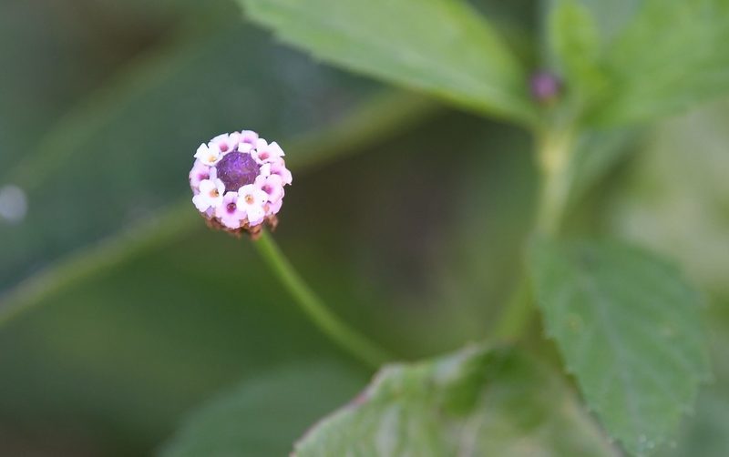 Phyla lanceolata, photographed by Chrissy McClarren and Andy Reago