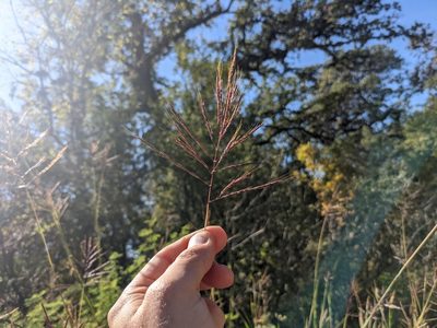 Bothriochloa bladhii, photographed by Cleveland Powell