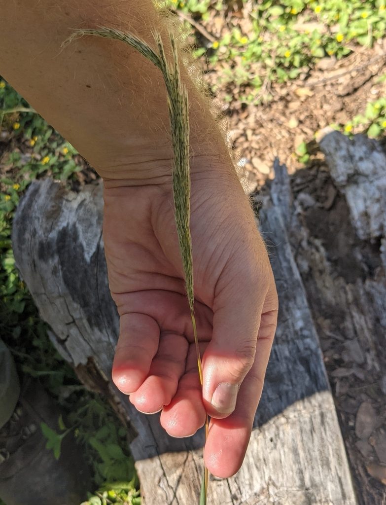 Bothriochloa longipaniculata, photographed by Cleveland Powell