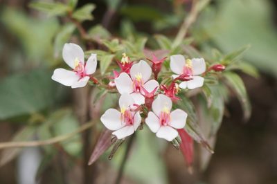 Monochaetum floribundum, photographed by Lena Struwe
