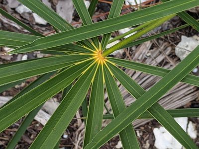 Coccothrinax argentata