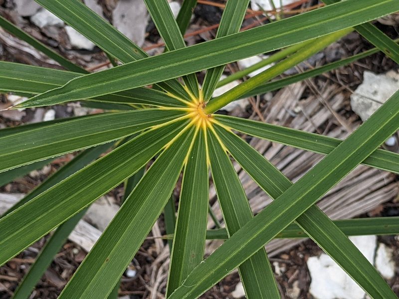 Coccothrinax argentata, photographed by Alison Northup