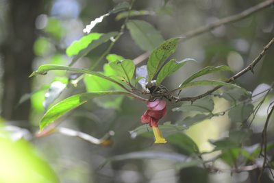 Drymonia coccinea, photographed by B. Phalan