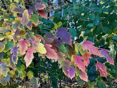 Acer tataricum, photographed by Susan Berry