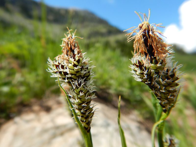 Carex raynoldsii, photographed by Matt Lavin