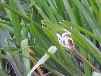 Crinum americanum, photographed by Jo Roberts