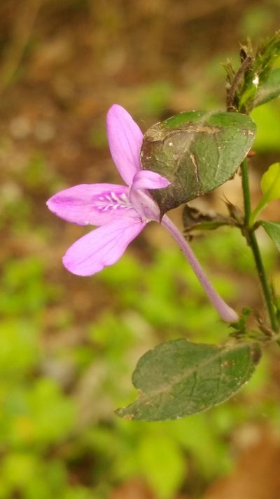 Justicia hintoniorum, photographed by Liliana Ramírez-Freire