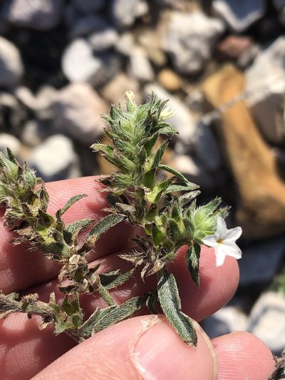 Euploca racemosa, photographed by Sam Kieschnick