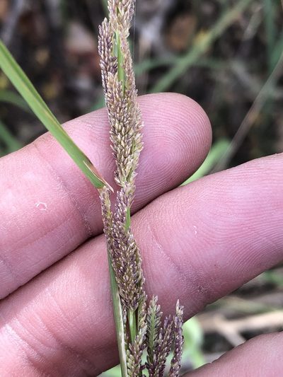 Leptochloa nealleyi, photographed by Sam Kieschnick