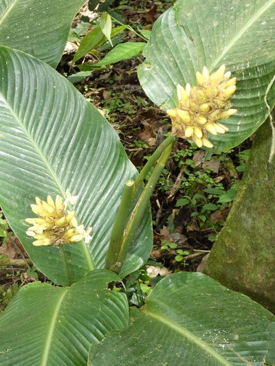 Goeppertia marantifolia, photographed by Kai Squires
