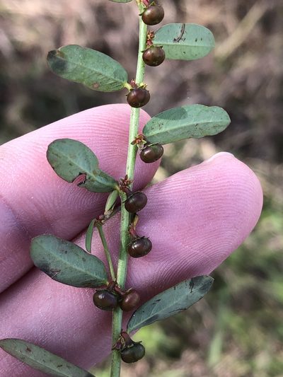 Phyllanthus evanescens, photographed by Sam Kieschnick